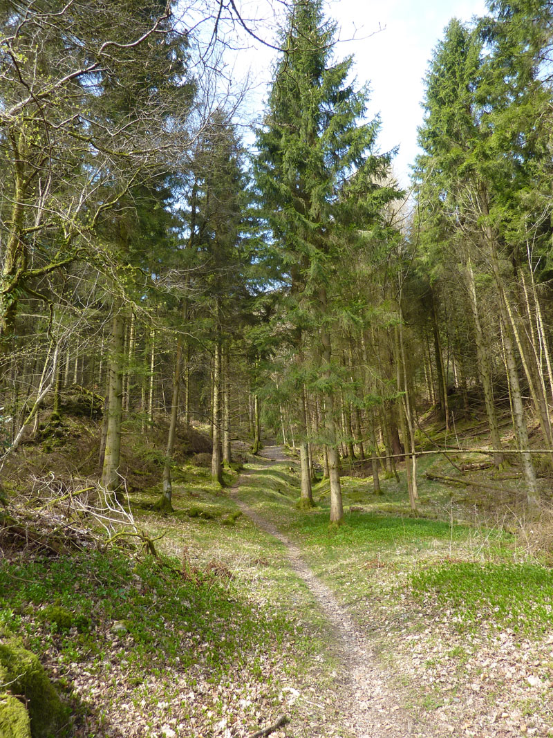 Finsthwaite Woods